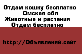 Отдам кошку бесплатно - Омская обл. Животные и растения » Отдам бесплатно   